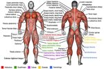Learn muscle names Weight Training Guide Muscle names, Human